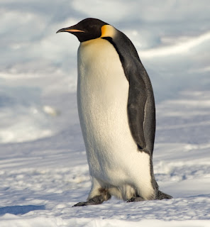 foto do Pinguim Imperador  