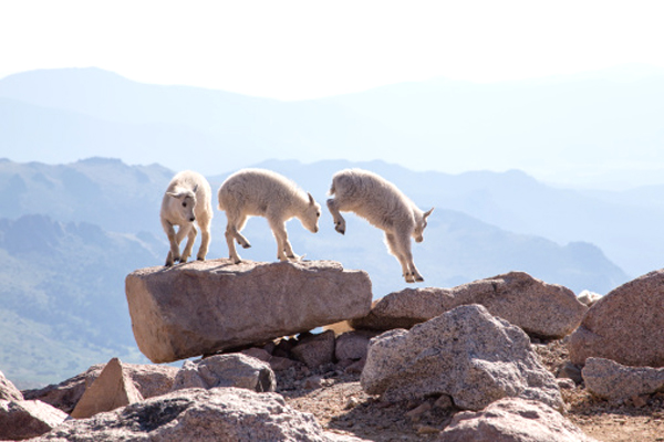 jumping goat, jumping goats, goats are jumping, goat jumping, beautiful jumping goat