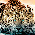Top  Animals Wallpapers 