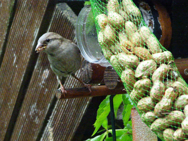 Passer domesticus