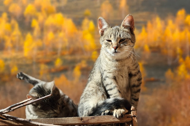 Two cats with bright yellow Fall trees behind