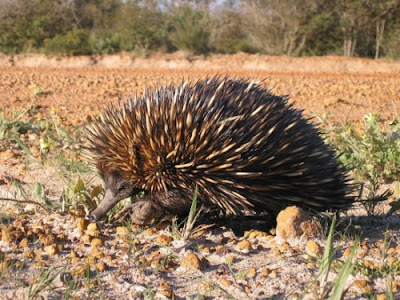 Echidna puzzle for evolution