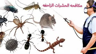 مكافحة الحشرات بالرياض