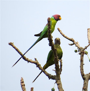 Plum-headed Parakeet