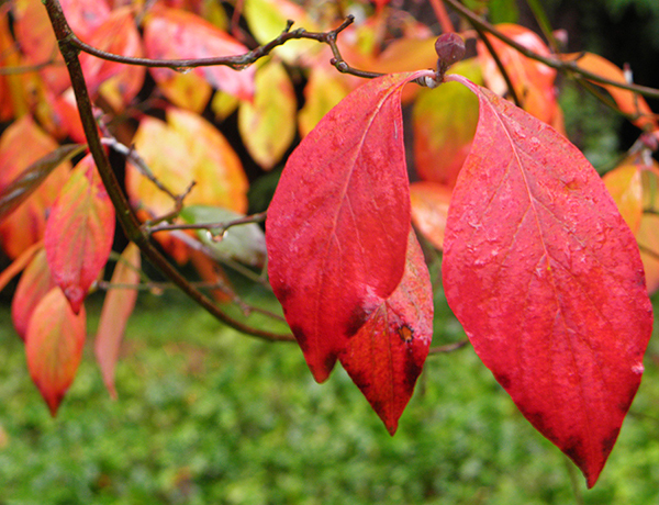 2 Red Dogwood Leaves with Yellow Leaves in Background