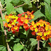 Lantana camara ' Salsa '