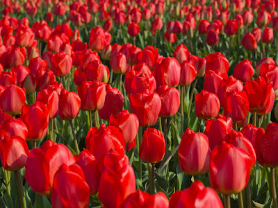 fotos de tulipanes de jardin