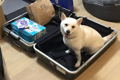 ::: Special ::: Wanna travel together with you pets? The best 5 hotels that welcome pets as guests!!