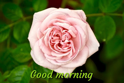 Good morning with Rose