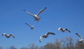 Birds in flight over Sunset Bay, White Rock Lake, Dallas, Texas
