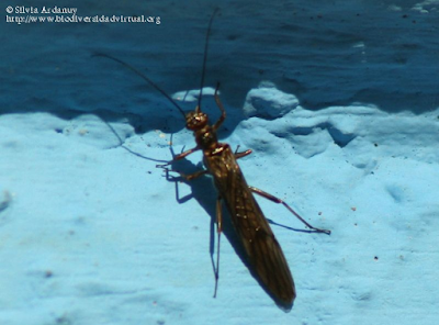 http://www.biodiversidadvirtual.org/insectarium/Leuctra-sp.-Stephens-1836-img759280.html