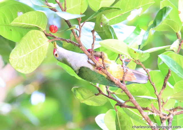 Beautiful Fruit Dove (Ptilinopus pulchellus)
