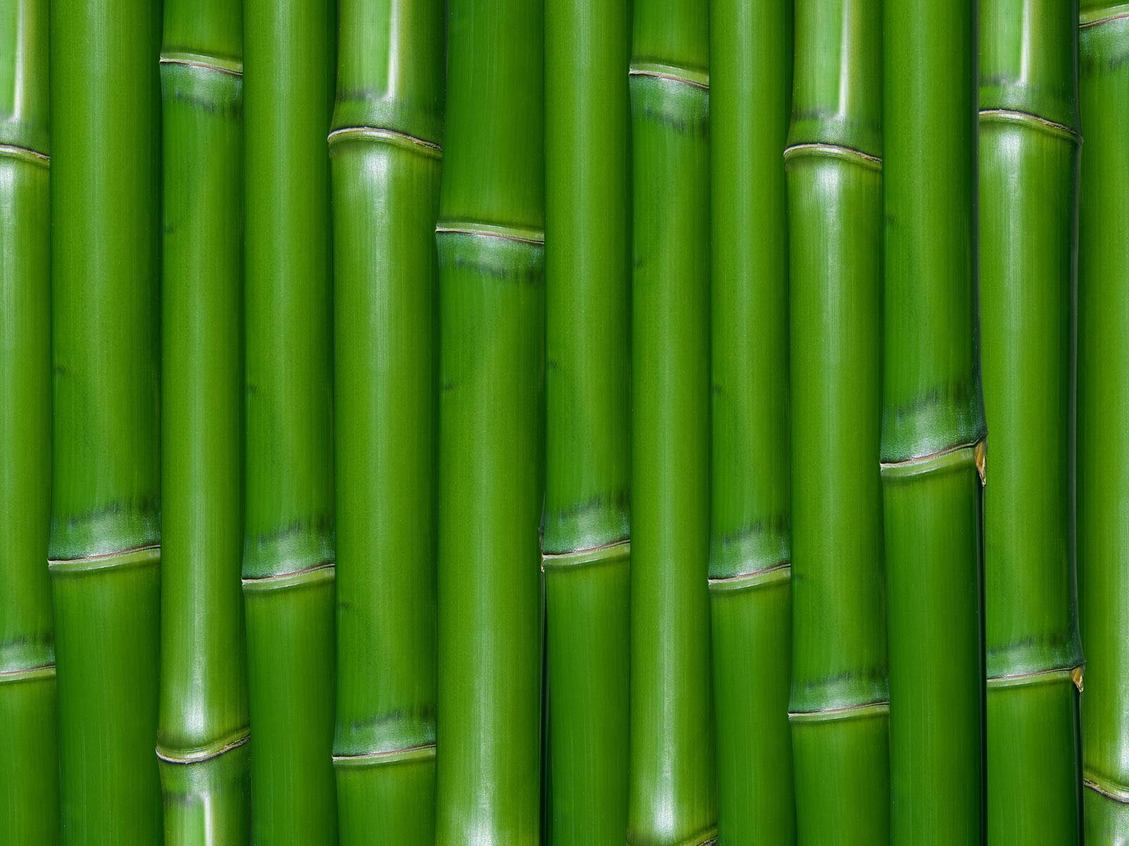 Macfull Blog: Wallpaper bambu