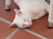 AlbinoKatze (albino katze )