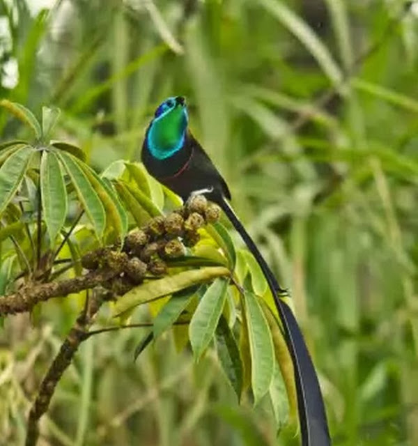 cendrawasih burung surga