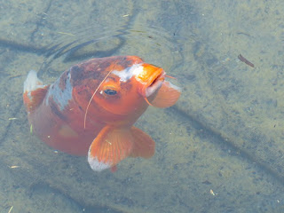 Carpe koï - Carpe de brocart - Cyprinus carpio