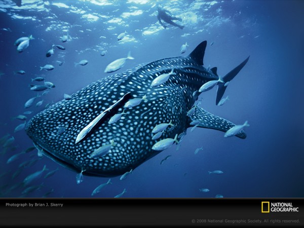 Whale Shark