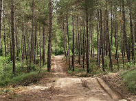 Pineda esclarissada sota el Serrat de Terracuca