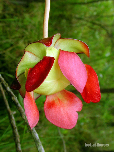 sarracenia flower