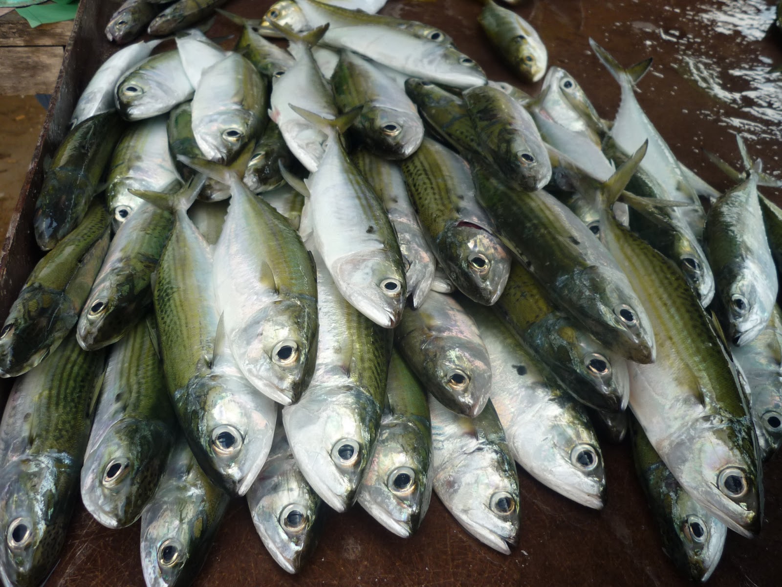 Ikan Segar dari Laut China Selatan