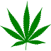 History of  Cannabis/Marijuana (गाँजा).