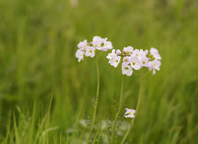 cuckooflowers and wildflowers in the meadow