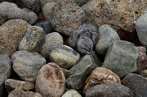 animal-camouflage-photography-art-wolfe-15