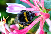 Bumblebee Is Often Used  As A Mass Pollination In  Commercial Agriculture And Industrialized, Alfalfa, Bumblebee; And New Zealadn - The Bumblebee And Its Direct Influence On Agriculture, To Be Used As Mass Commercial Pollinator, Bumblebee Direct Influence Agriculture Used Mass Commercial Pollinator, Bumblebee Influence Agriculture Commercial, The Bumblebee Direct Influence Agriculture To Be Used As Mass Commercial Pollinator, http://althox.blogspot.com/2014/05/The-Bumblebee-direct-influence-Agriculture-to-be-used-as-mass-commercial-pollinator.html