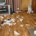 Husky Good Friends, But Not For Your Apartment