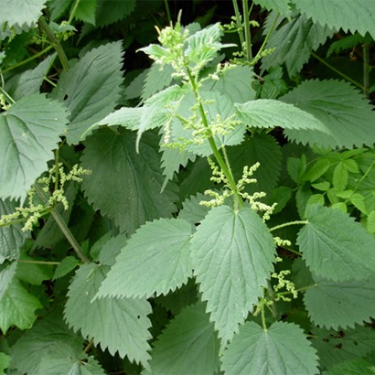 nettle