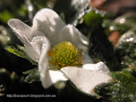 las flores de las fresas, son de color blanco y a la planta le gusta estar en semisombra.