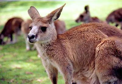 Closeup view of Red Kangaroo- Animal Photo