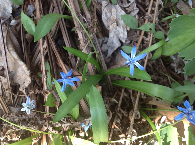 Scilla - harbinger of spring