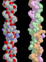 dna collagen nabati