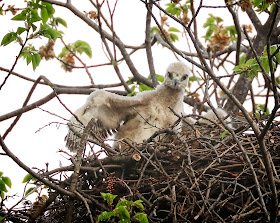 Tompkins Square red-tailed hawk nestling looking cute