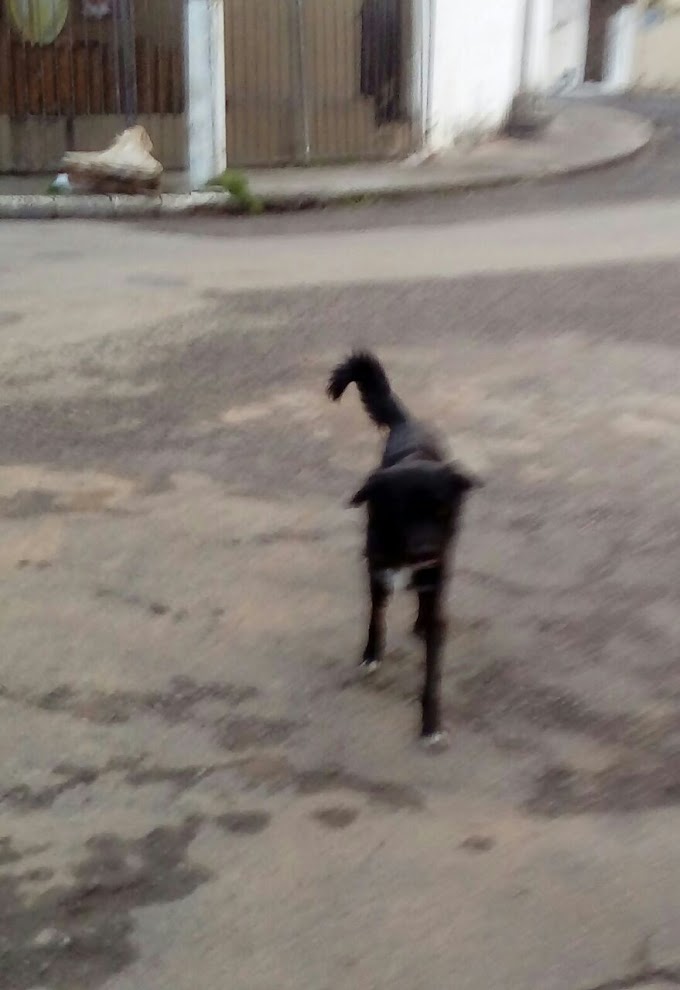 Cão perdido no Parque Cruz Aguiar