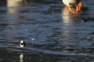 A Pied Wagtail dances on ice