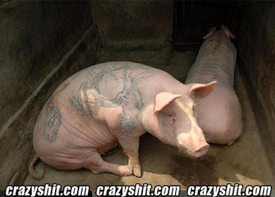 Pig Tattoos