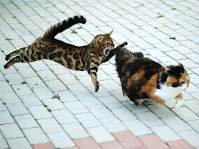 funny animal pics, animal photos, cats fight