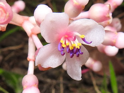台灣野牡丹藤的花