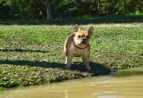 Pets Adventure 18 (149)