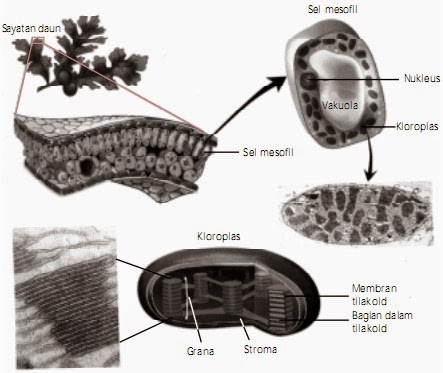 Anabolisme Karbohidrat Fotosintesis Proses Pada Tumbuhan 