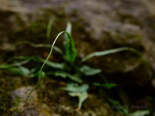 Asplenium ruprechtii