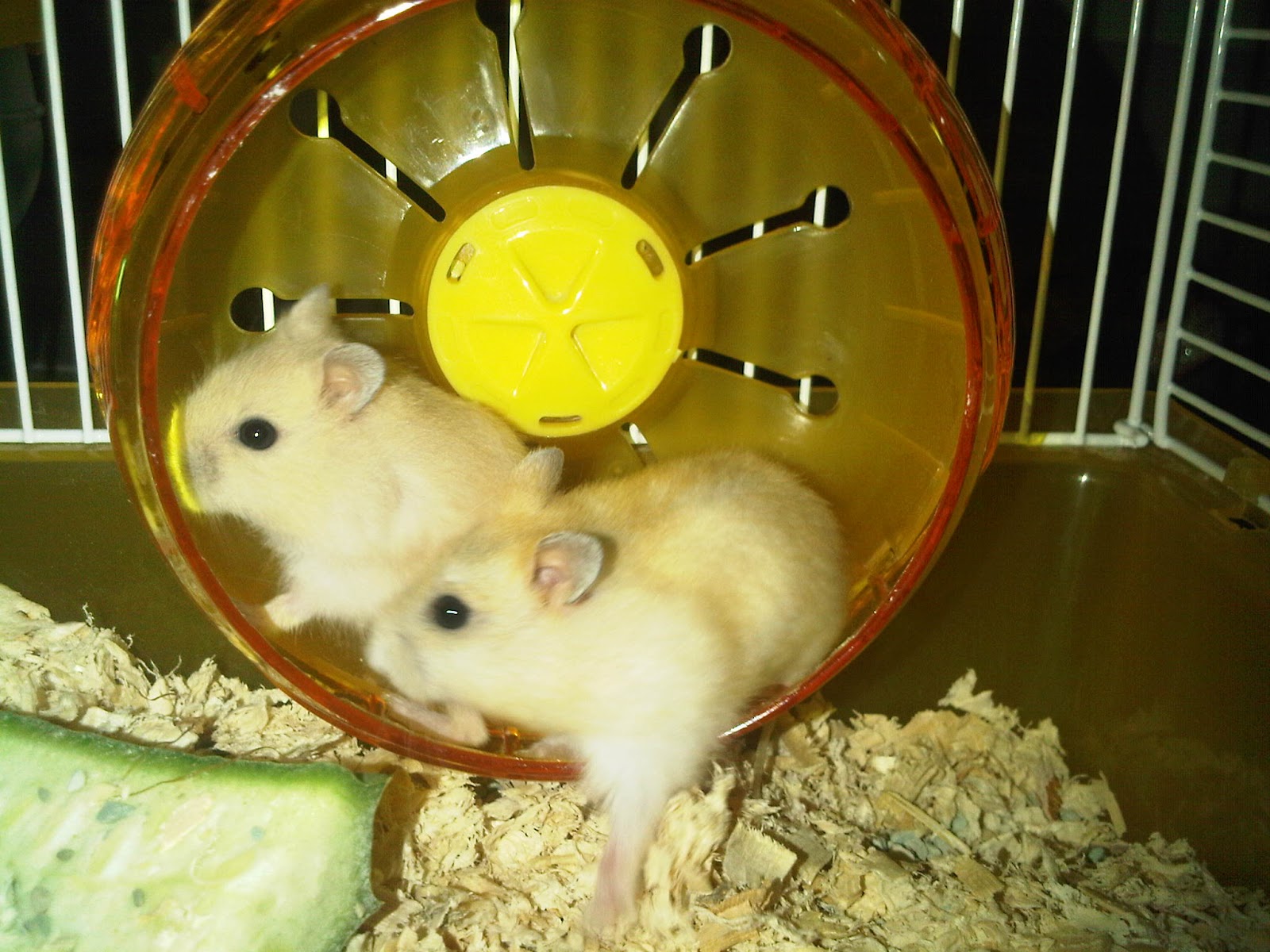 TARIAN JEMARIKU Hamster  Hewan  Pengerat Yang Lucu