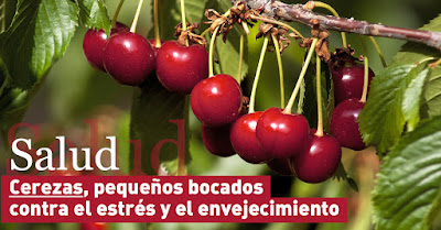 SALUD: Cerezas, pequeños bocados contra el estrés y el envejecimiento 