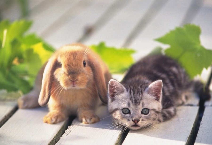 bunnies and kittens. Cute Kitten and Bunny
