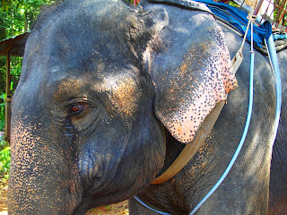 Thailande, Ko Chang, éléphants, de grands chemins