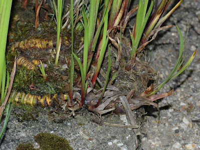 Корневища Acorus calamus