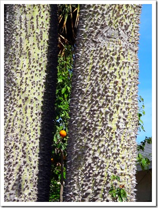 tree bark