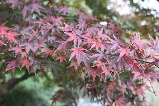 autumn foliage